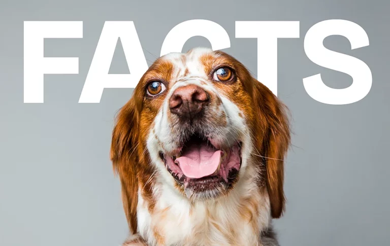 dogfacts-768x485